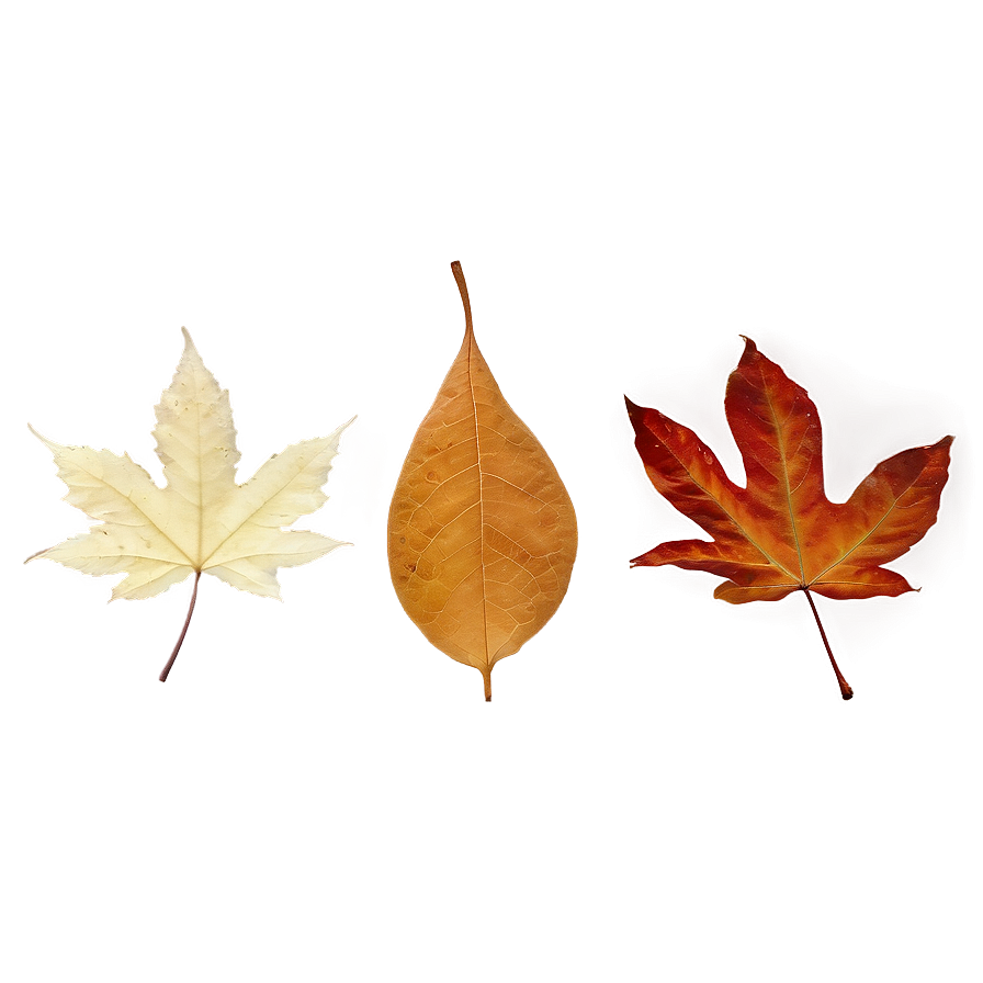 Soft Focus Fallen Leaves Png Omc