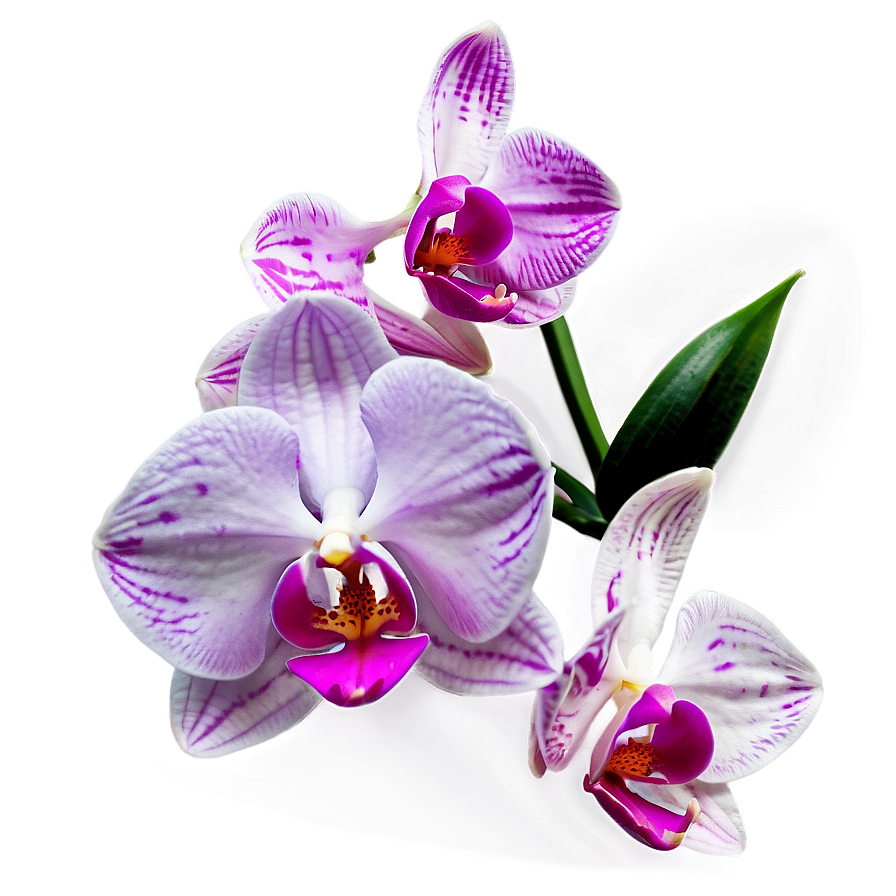 Soft Orchid Png 21