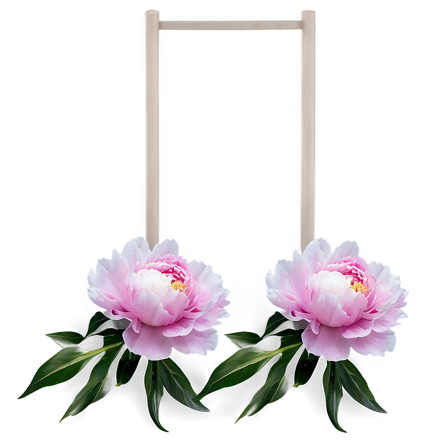 Soft Pink Peony Png 13