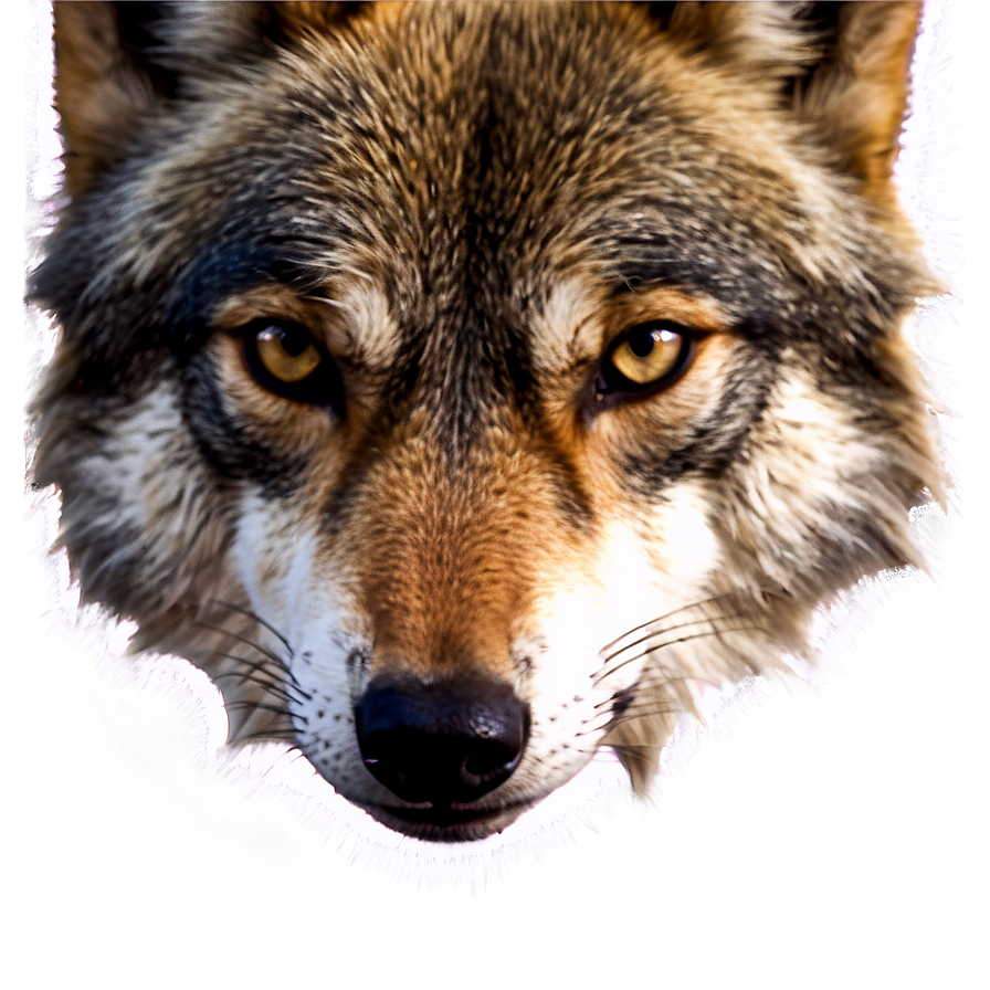 Soft Wolf Eyes Png Qkx