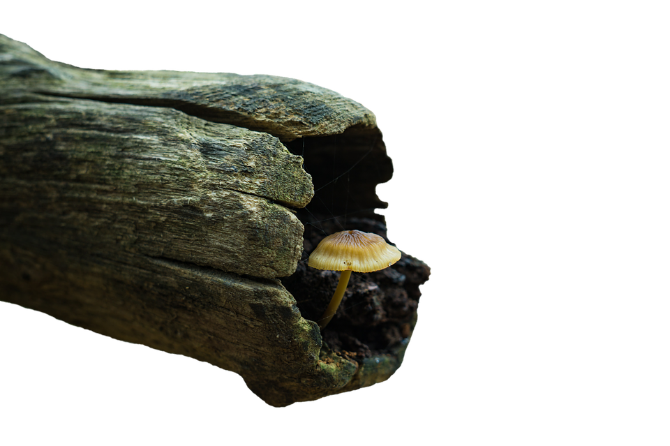 Solitary_ Mushroom_on_ Wooden_ Surface