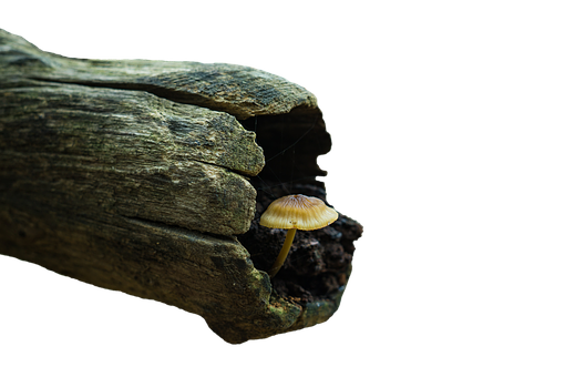 Solitary_ Mushroom_ Under_ Log