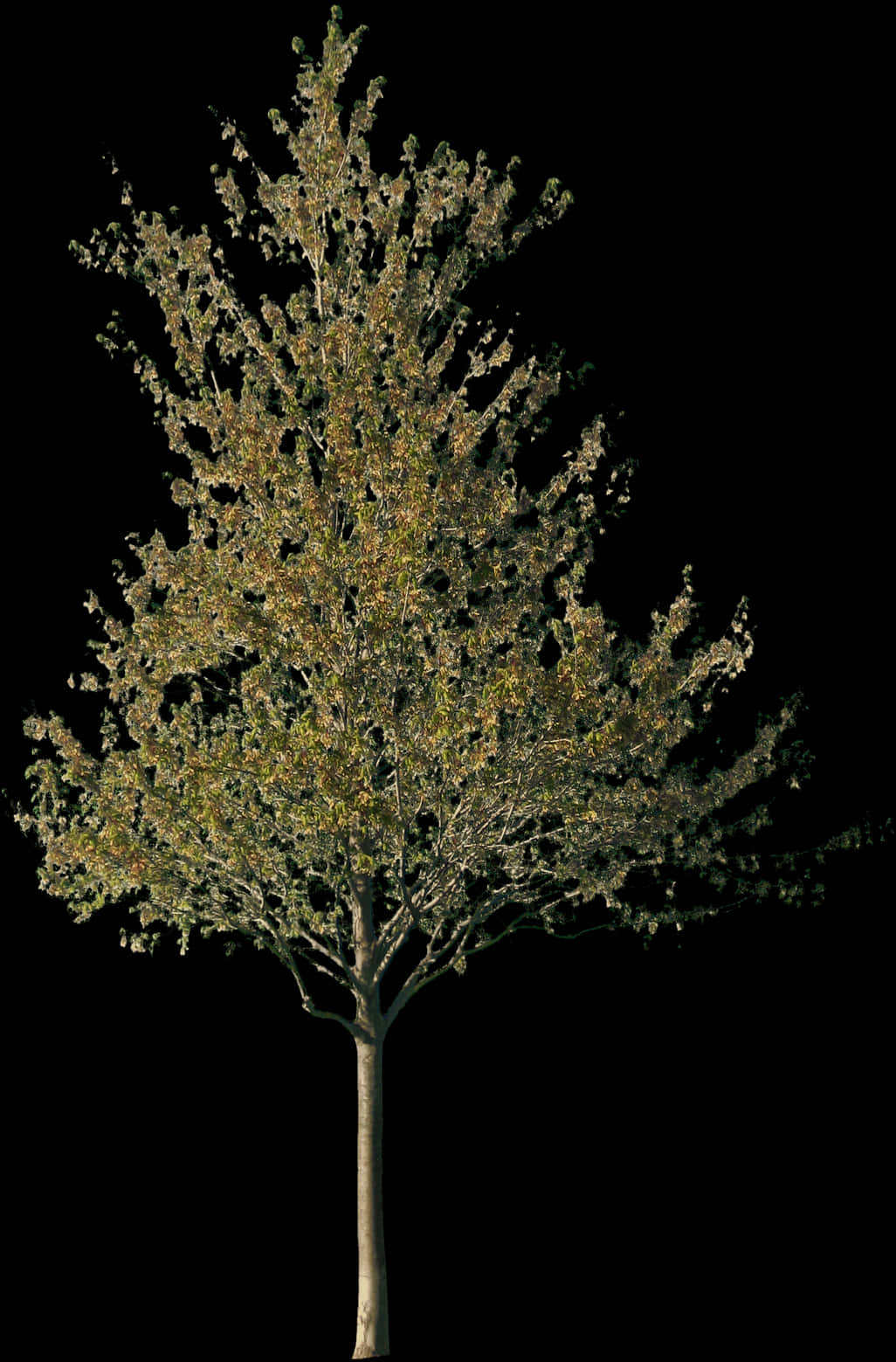 Solitary Tree Against Night Sky