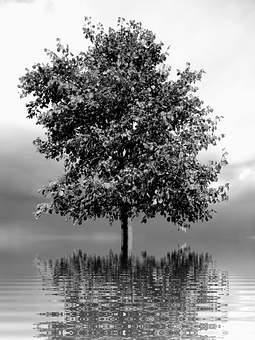 Solitary Tree Reflection Blackand White