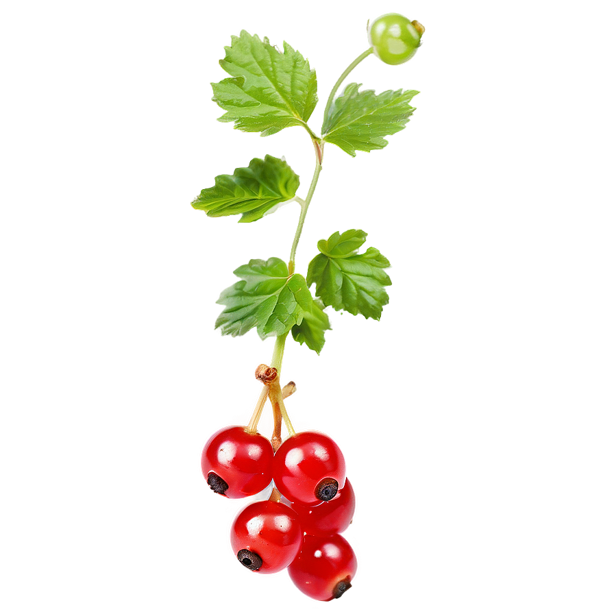 Sour Red Currant Png Ene29