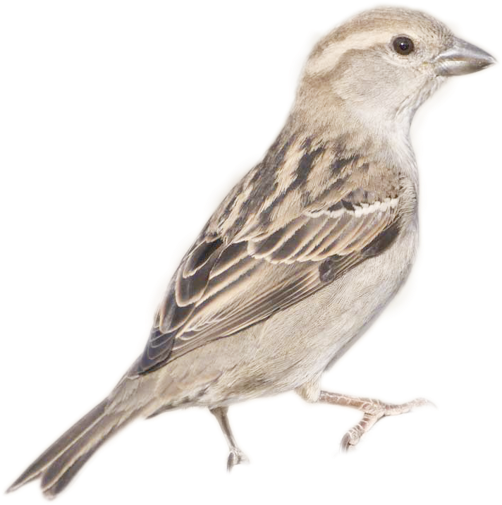 Sparrow Profile Image