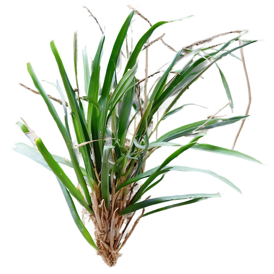 Sparse Dead Grass Png 06282024