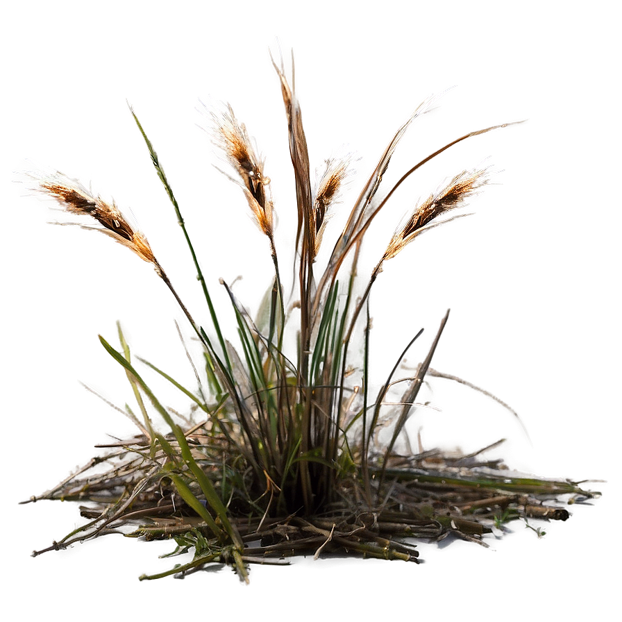 Sparse Dead Grass Png Fvr