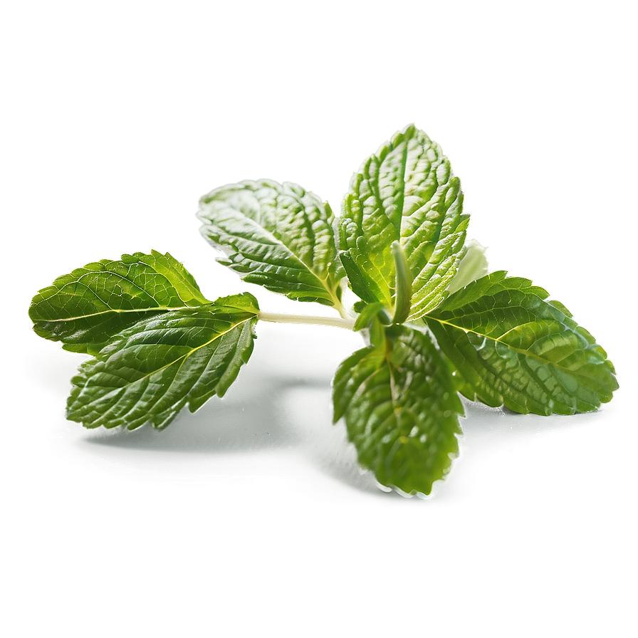 Spearmint Leaves Png Xja