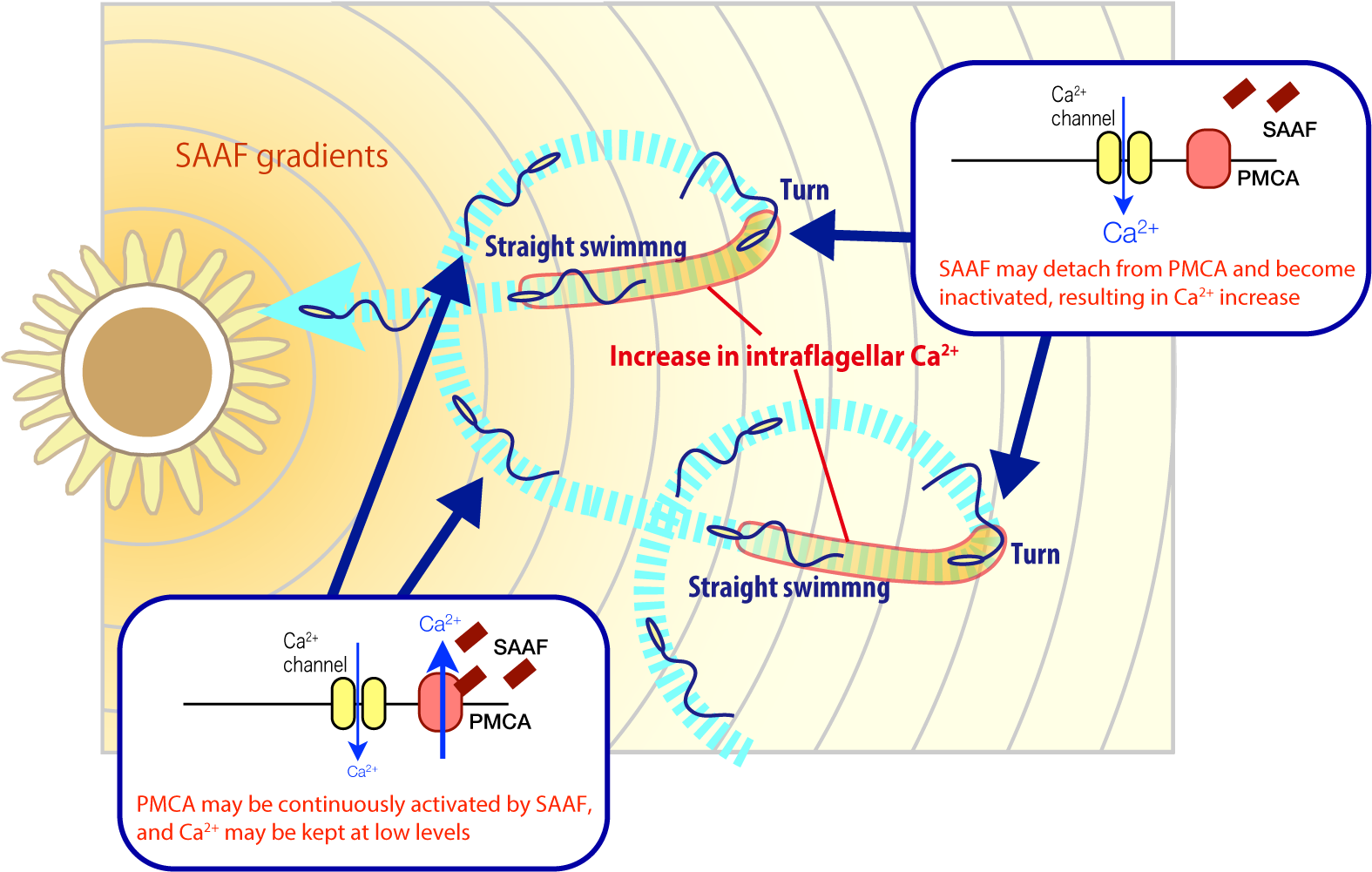 Sperm Chemotaxisand Calcium Regulation Illustration