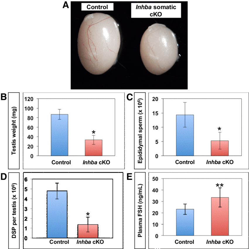 Sperm Development Research Data