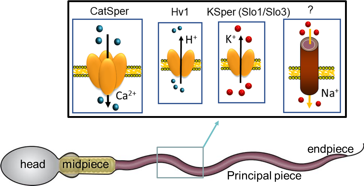 Sperm_ Ion_ Channels_and_ Structure