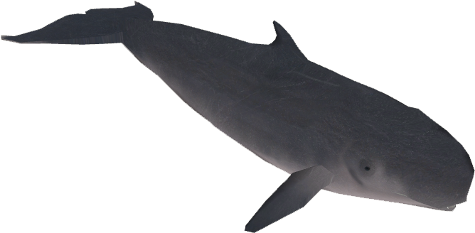 Sperm Whale Illustration