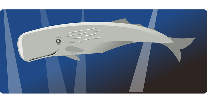 Sperm Whale Illustration