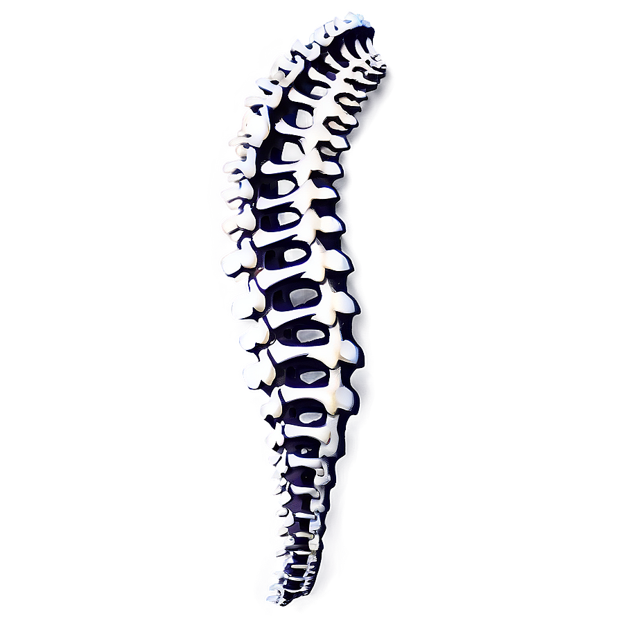 Spinal Bone Png Uhg1