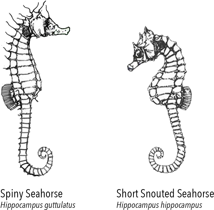 Spiny_and_ Short_ Snouted_ Seahorses_ Illustration