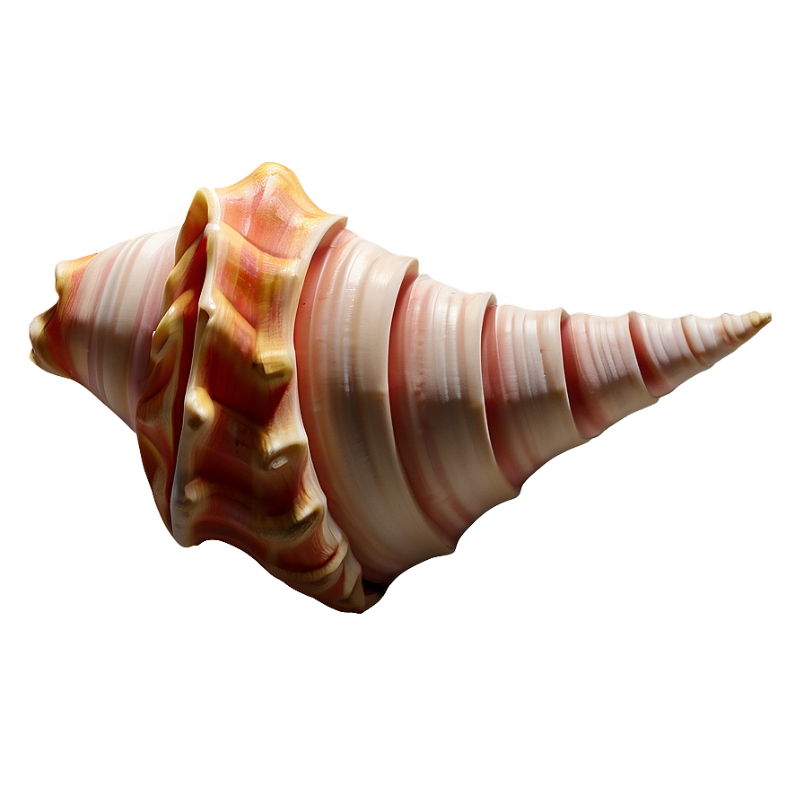 Spiral Conch Shell Drawing Png Bey44