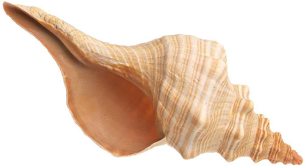 Spiral Conch Shell Isolated