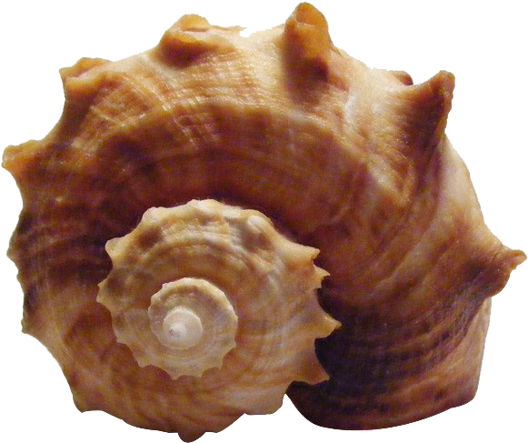 Spiral Conch Shell Isolated.png