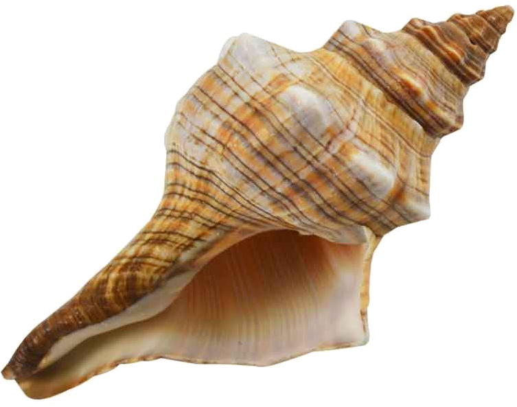 Spiral Conch Shell Isolated