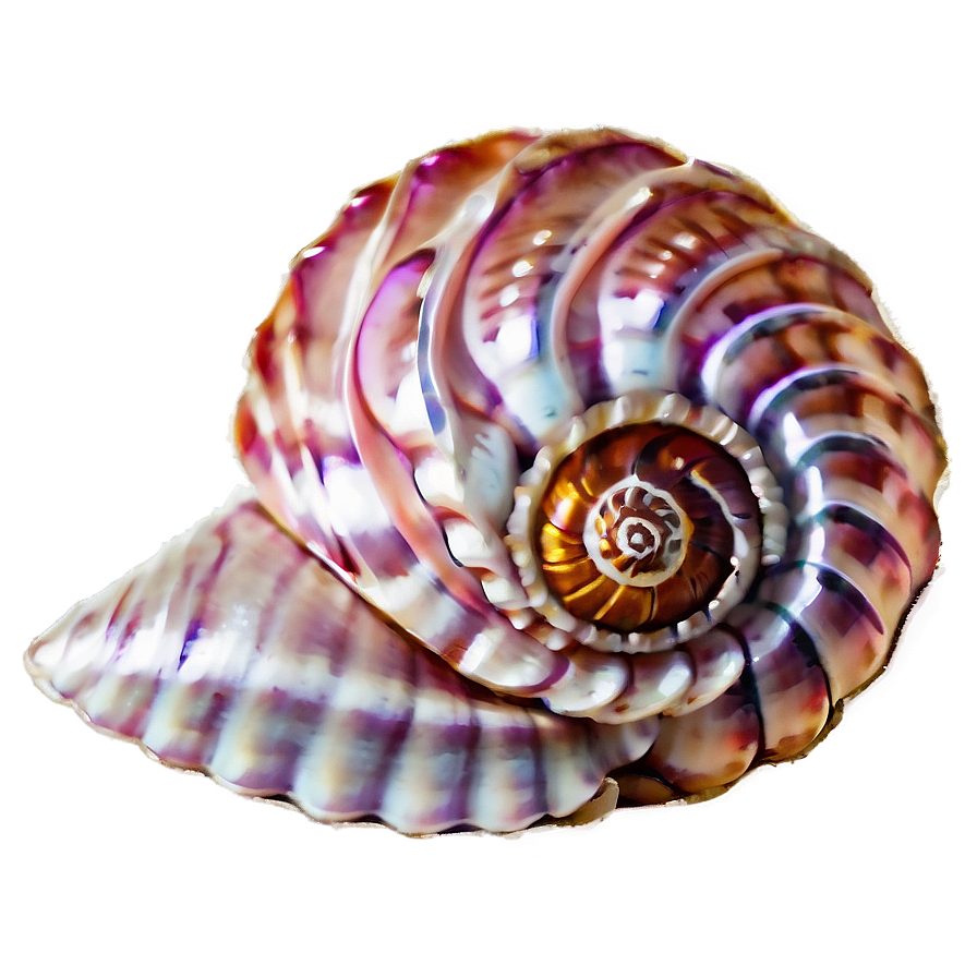 Spiral Sea Shells Png 85