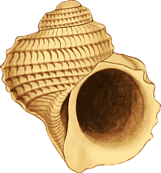 Spiral Seashell Illustration