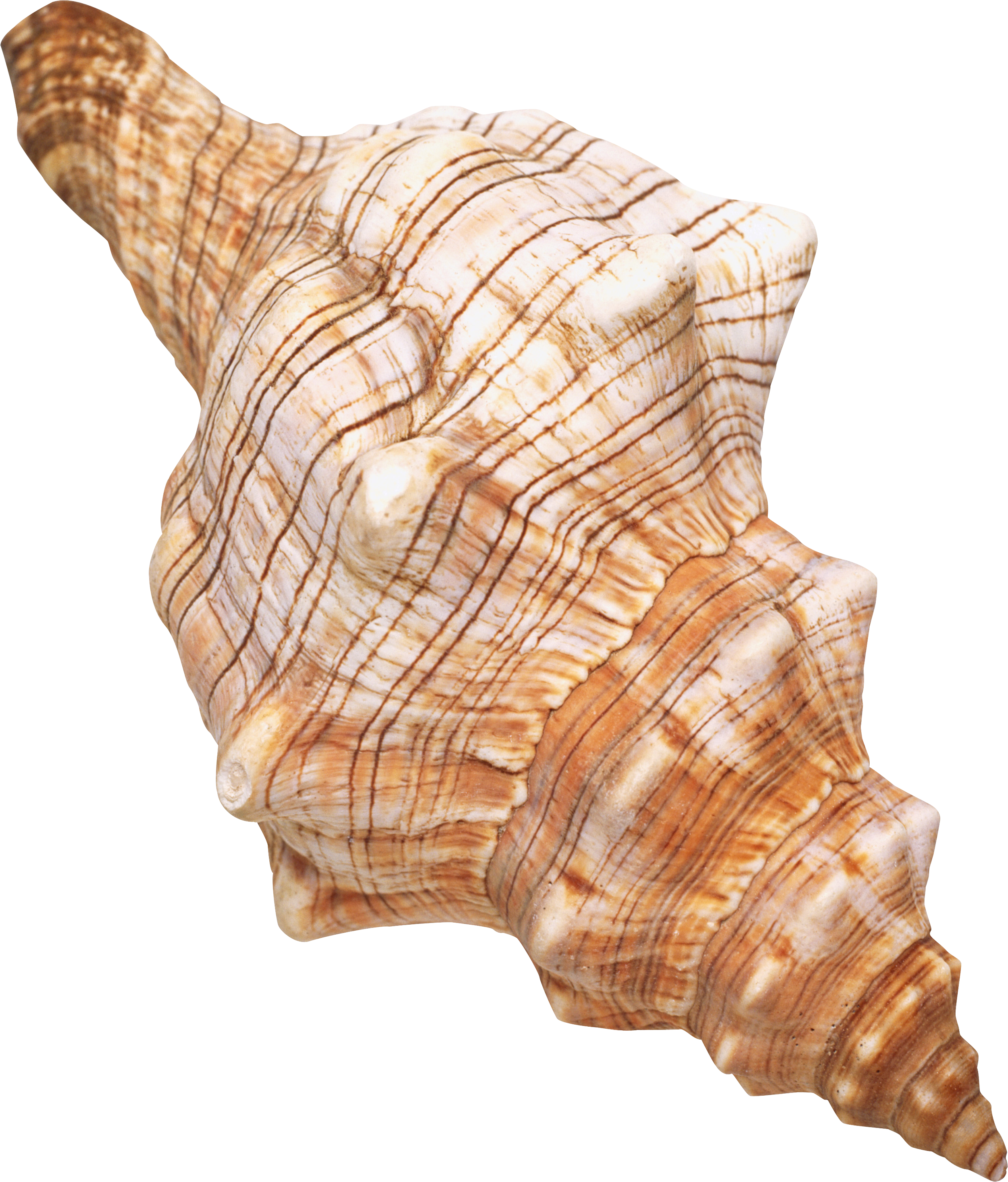 Spiral Seashell Isolated Background