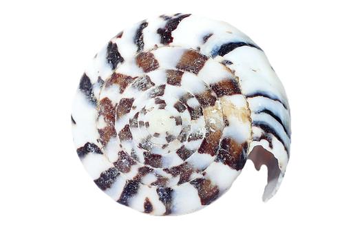 Spiral Seashell Pattern