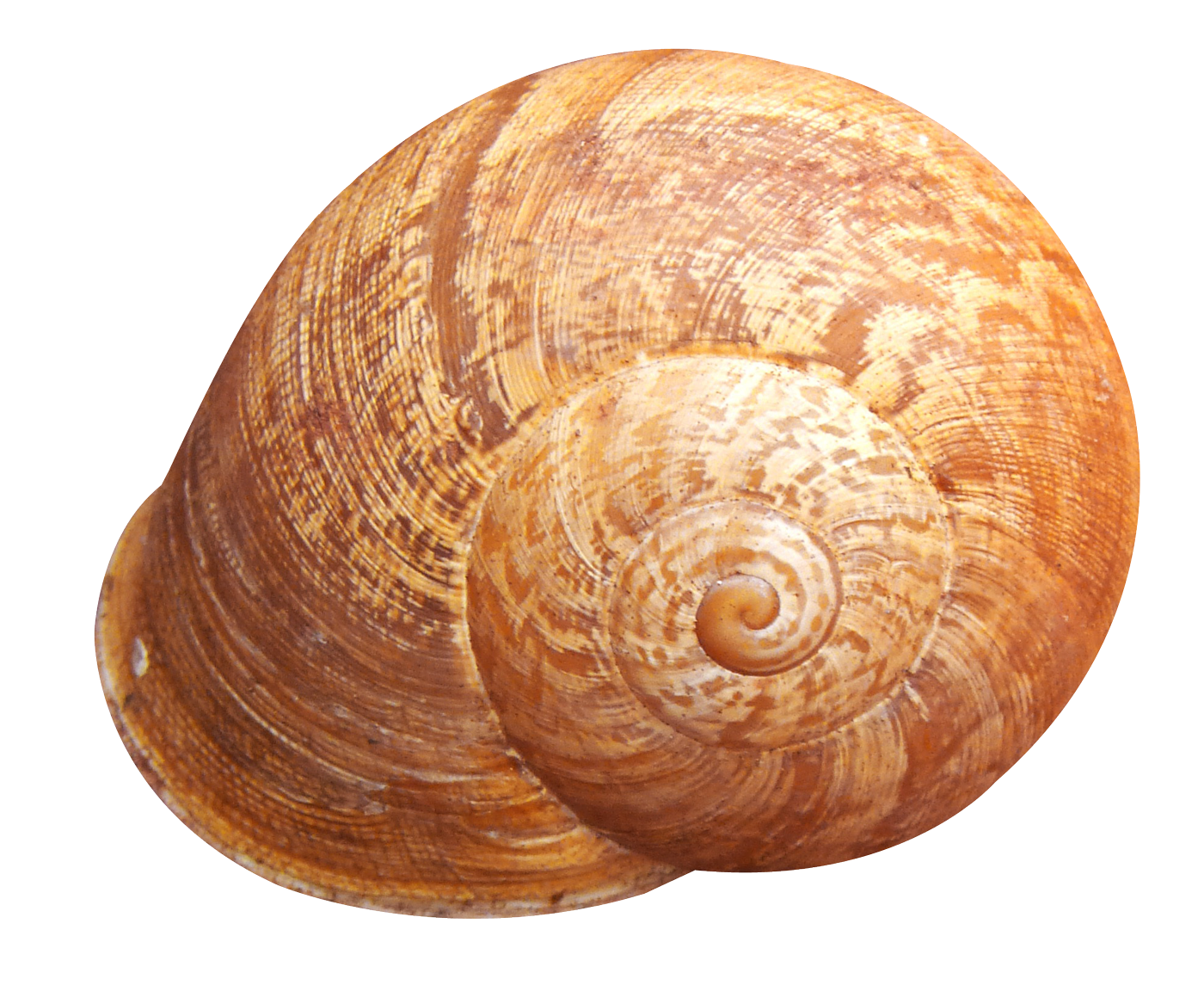 Spiral Shell Isolated Background