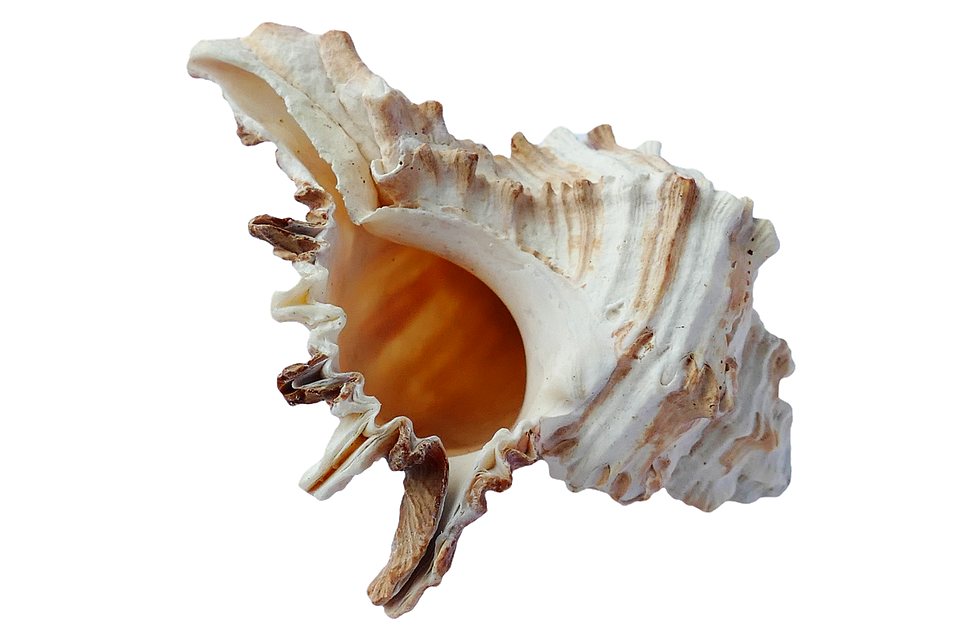 Spiral Shell Transparent Background