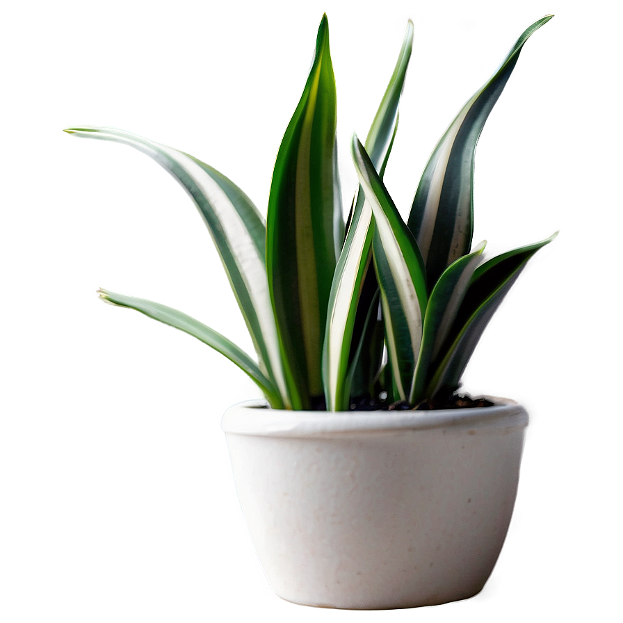 Spiral Snake Plant Png Txw73