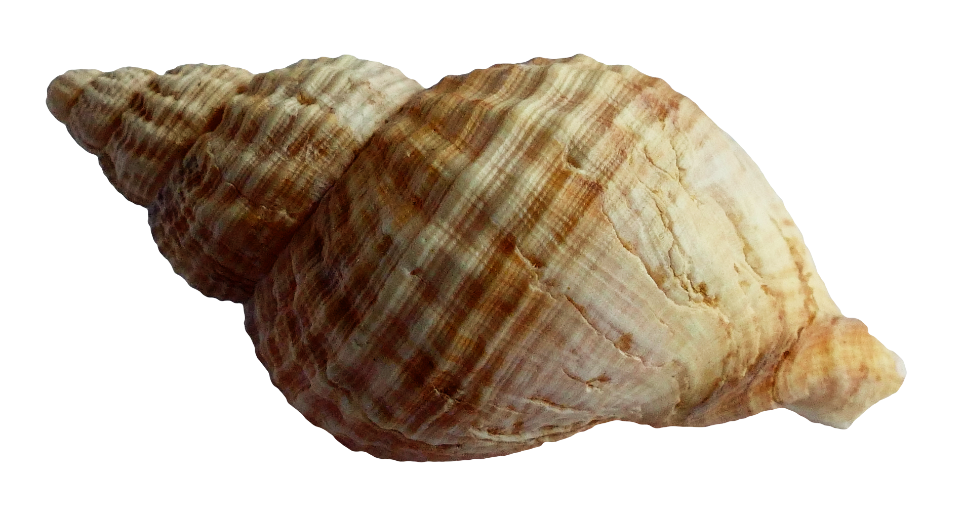 Spiraled Seashell Isolated