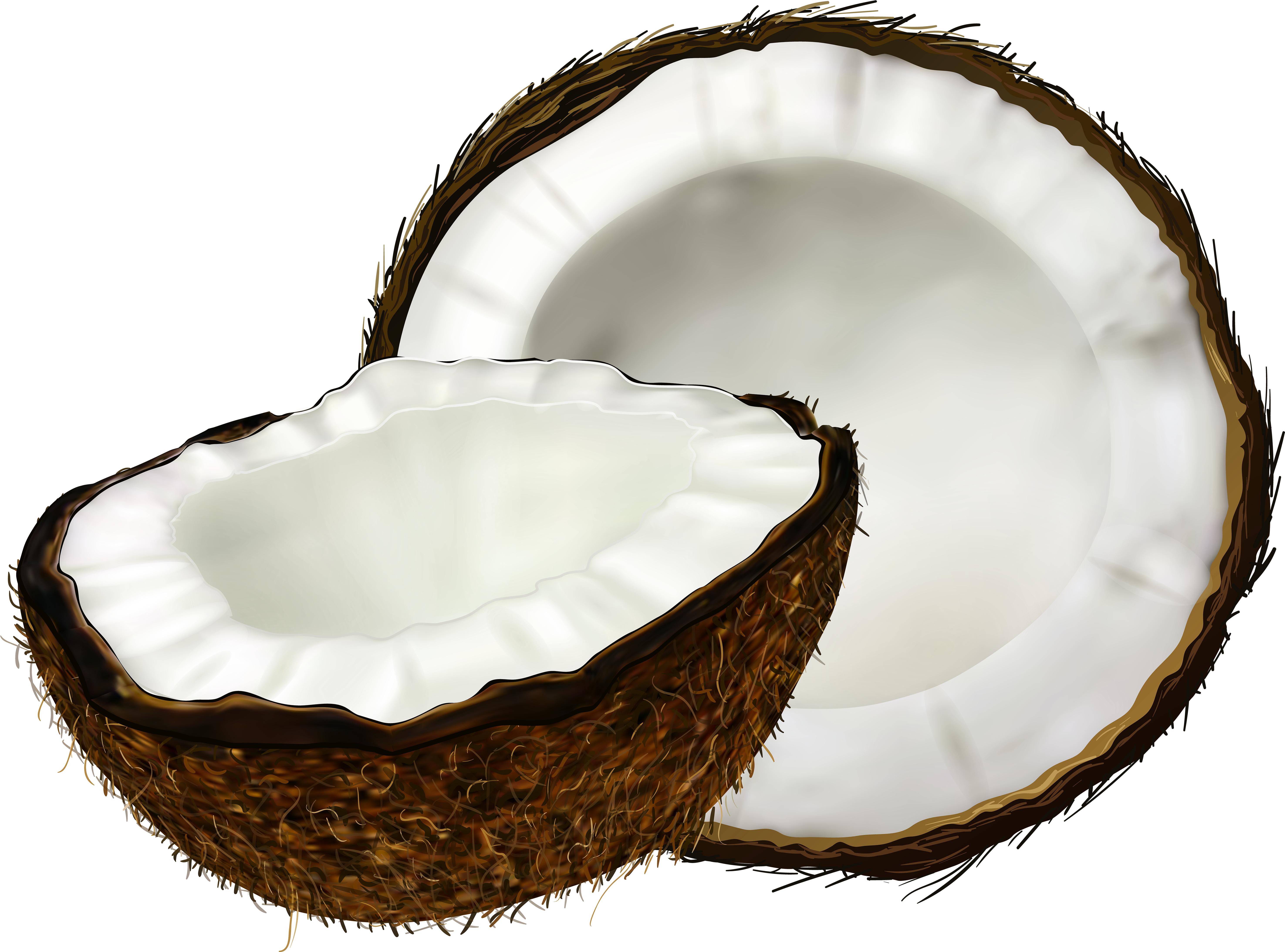 Split Coconut Illustration