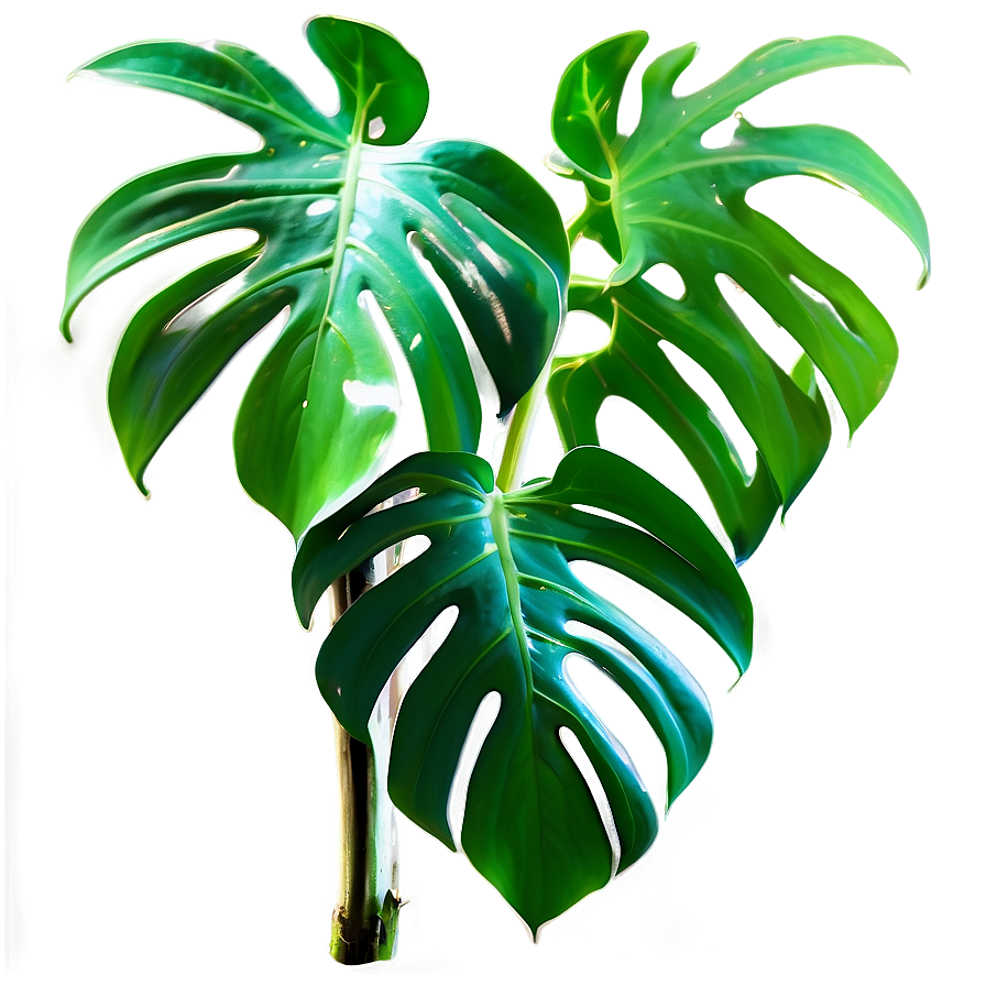 Split Leaf Philodendron Png 84