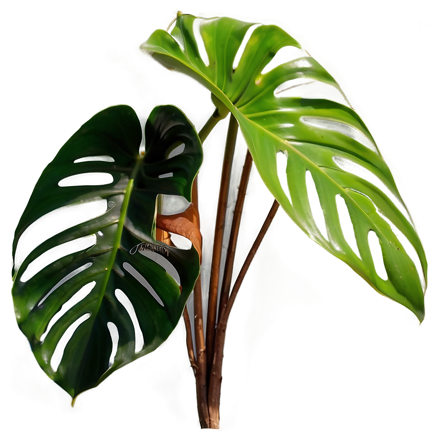 Split Leaf Philodendron Png Wsj20