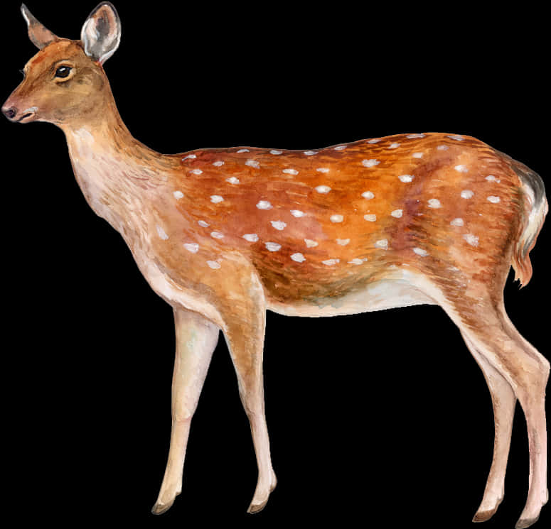 Spotted Deer Illustration