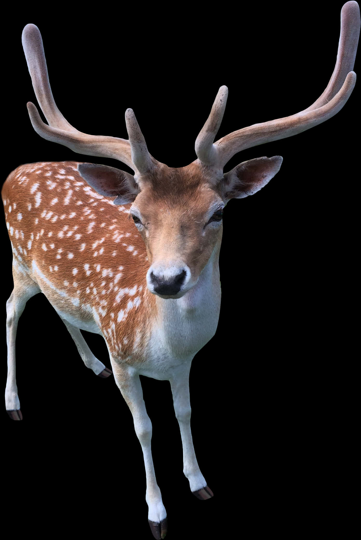 Spotted Deerwith Antlers