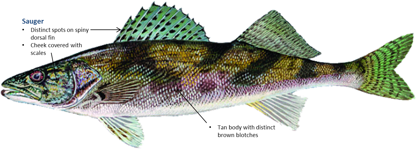 Spotted Fish Anatomy Illustration