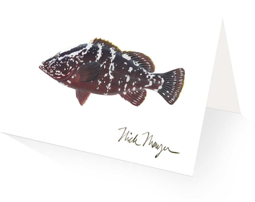 Spotted Flounder Illustration