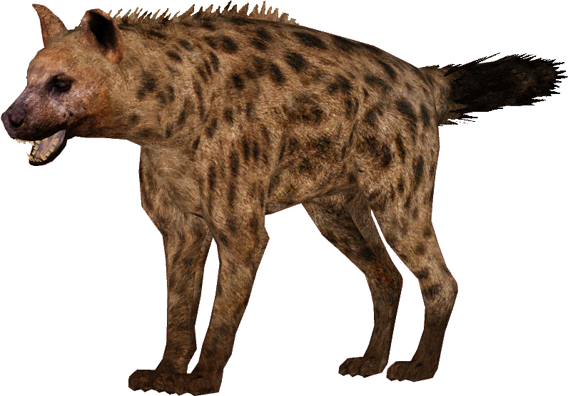 Spotted Hyena Standing Transparent Background