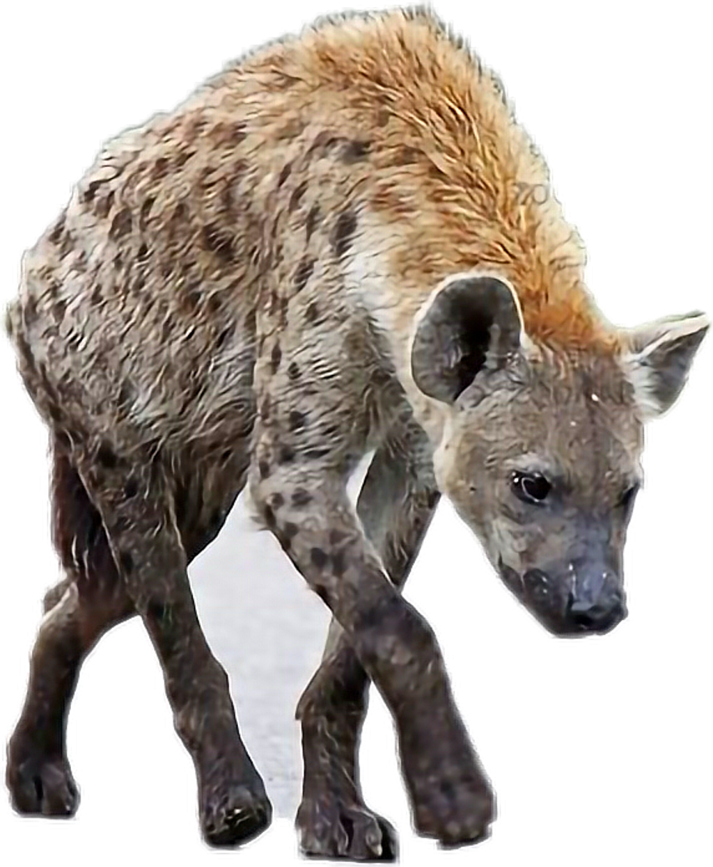 Spotted Hyena Walking Transparent Background