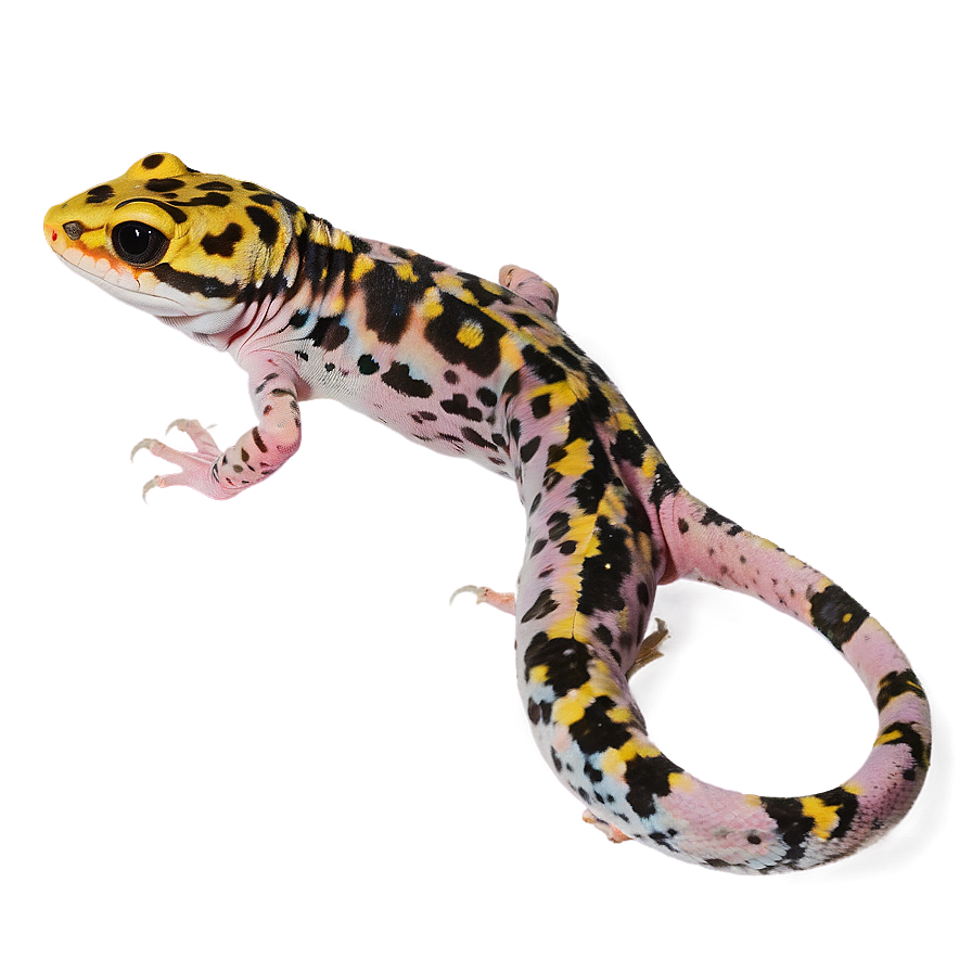 Spotted Leopard Gecko Png Phr