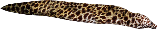 Spotted Moray Eel Isolated