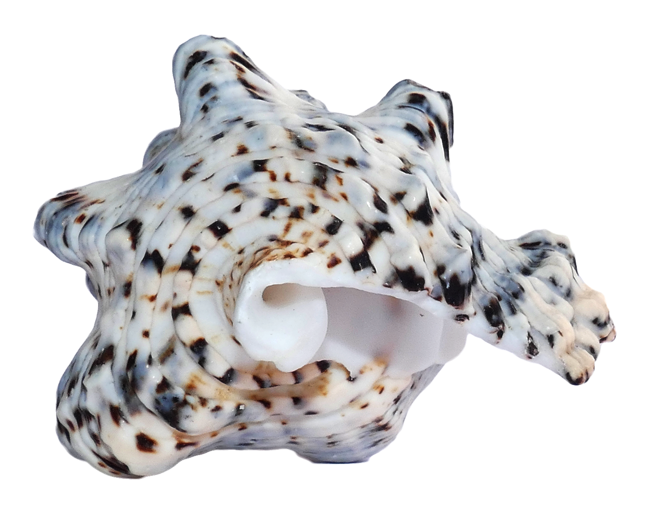 Spotted Sea Shell