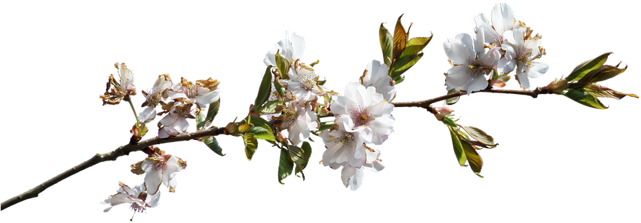 Spring Blossom Branch.png