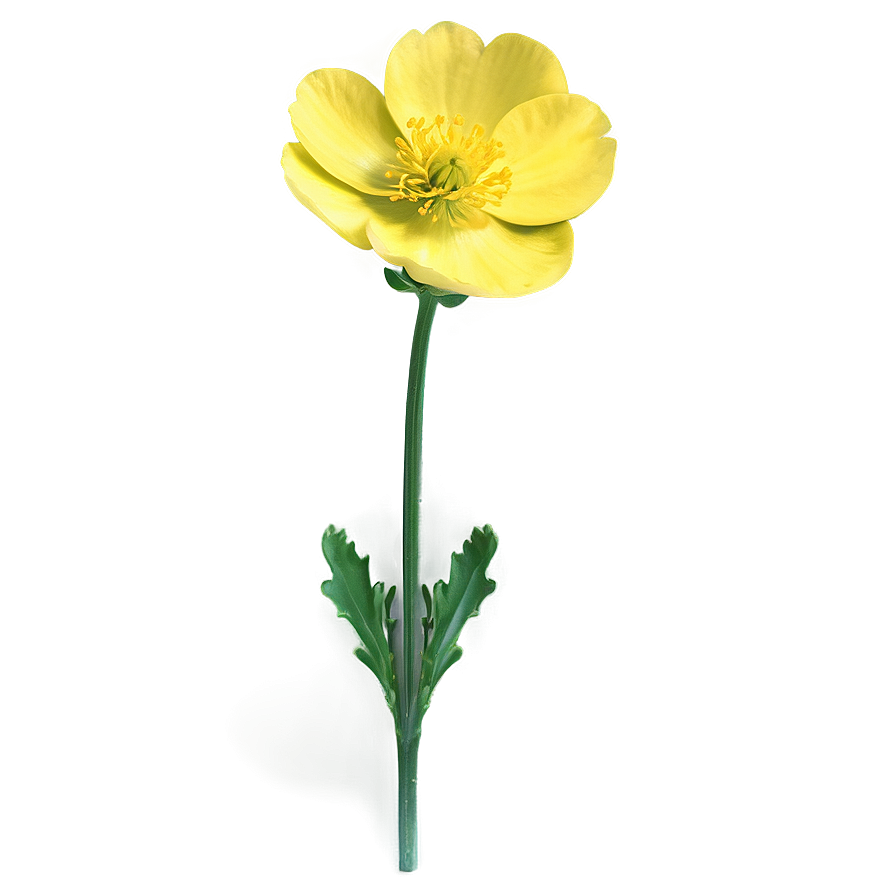 Spring Buttercup Png 41