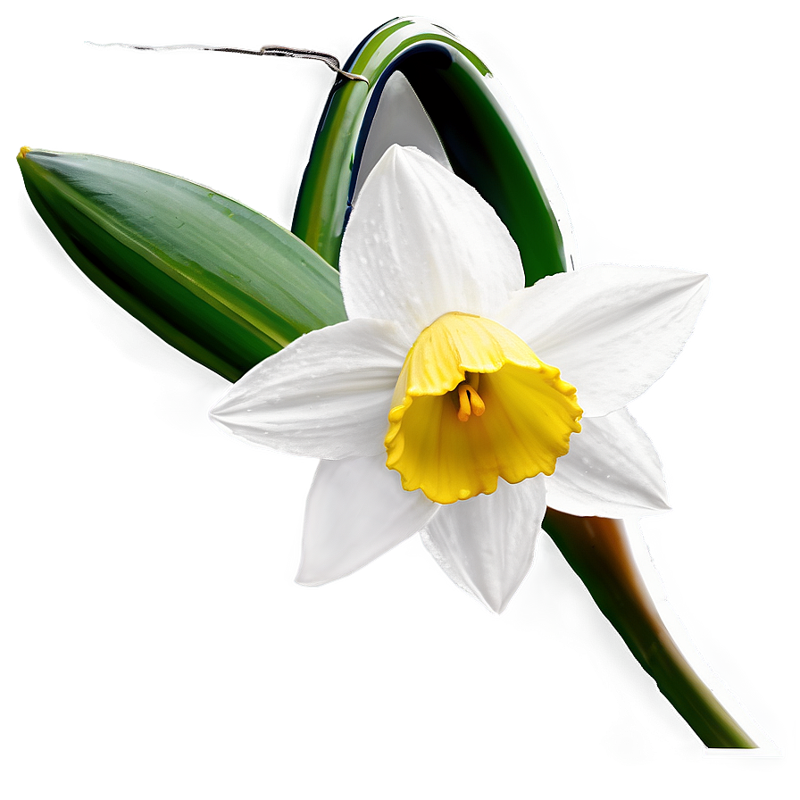 Spring Daffodil Bloom Png Teg83