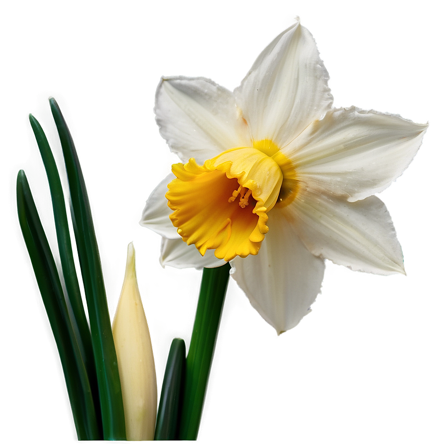 Spring Daffodil Bloom Png Xdt84