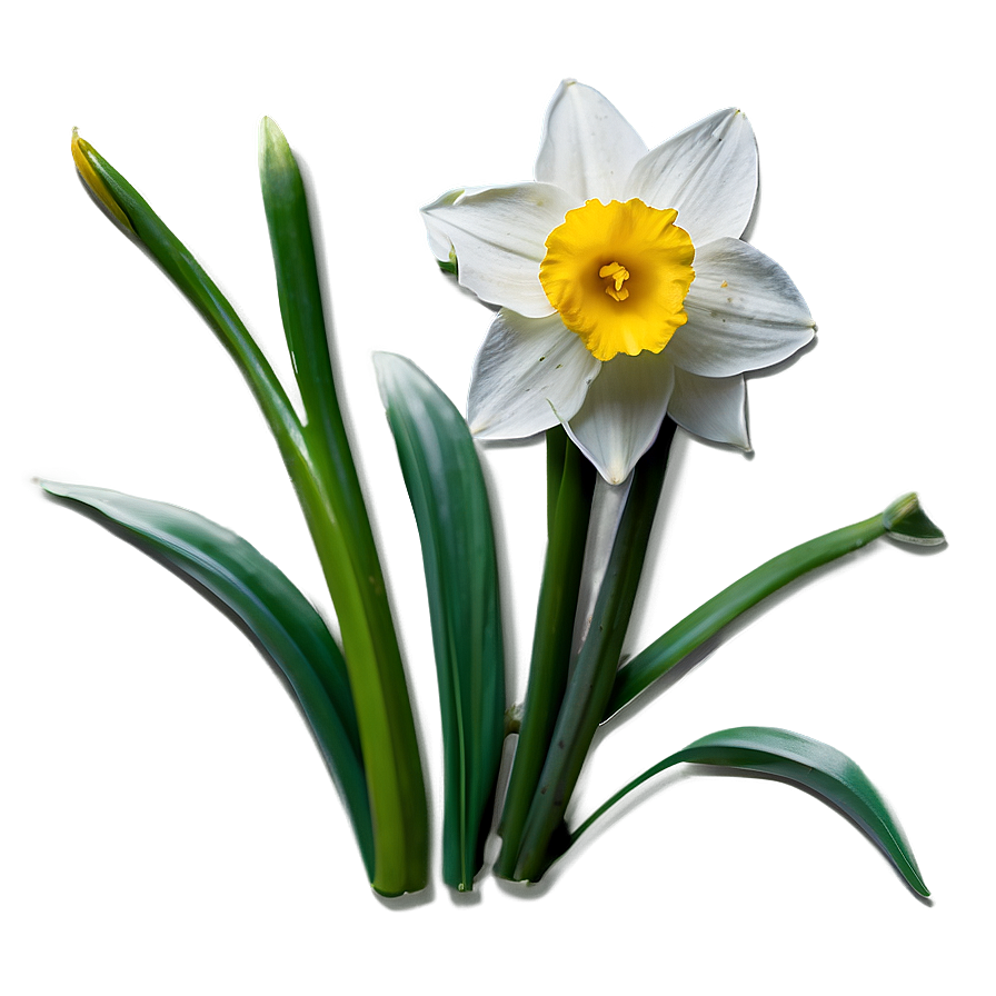 Spring Daffodil Bloom Png Ymi