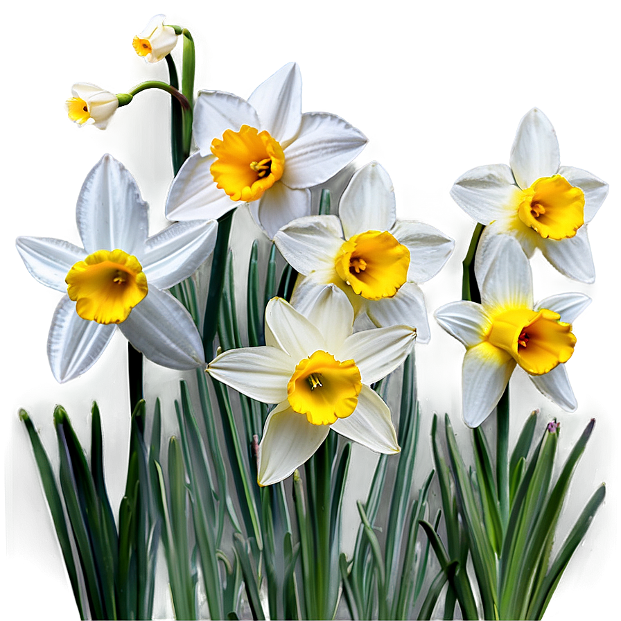 Spring Daffodils Field Png 89